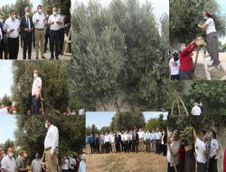 Mut Anıt ağacın zeytin hasadı yapıldı Zeytin ve zeytinyağı Cumhurbaşkanı Erdoğan'a hediye edilecek